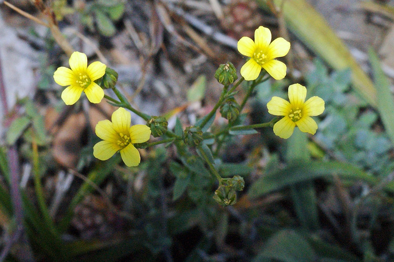 Linum trigynum